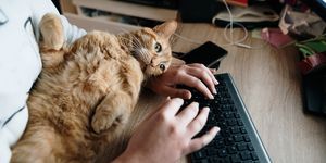 using a desktop computer with a cat