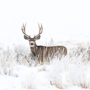 Deer, Wildlife, Antler, Reindeer, Barren ground Caribou, Atmospheric phenomenon, White-tailed deer, Elk, Horn, Winter, 