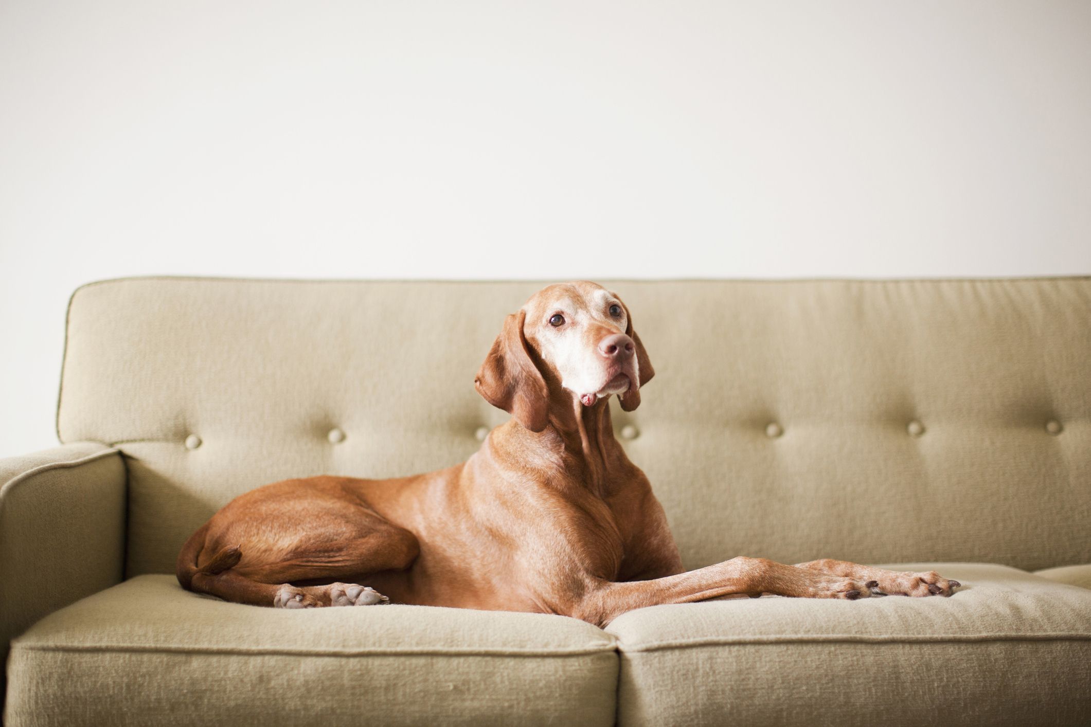 Dog dry outlet skin remedy