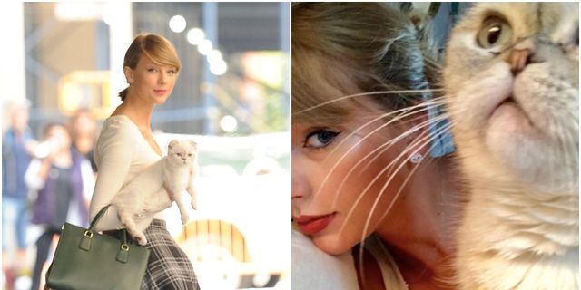 Enter Your Meredith Era With These Taylor Swift-Inspired Pet