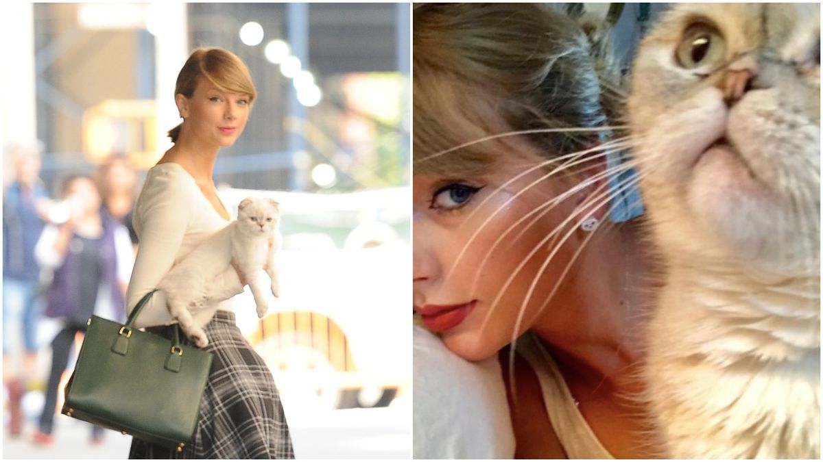 Photos from Taylor Swift's Cutest Cat Photos