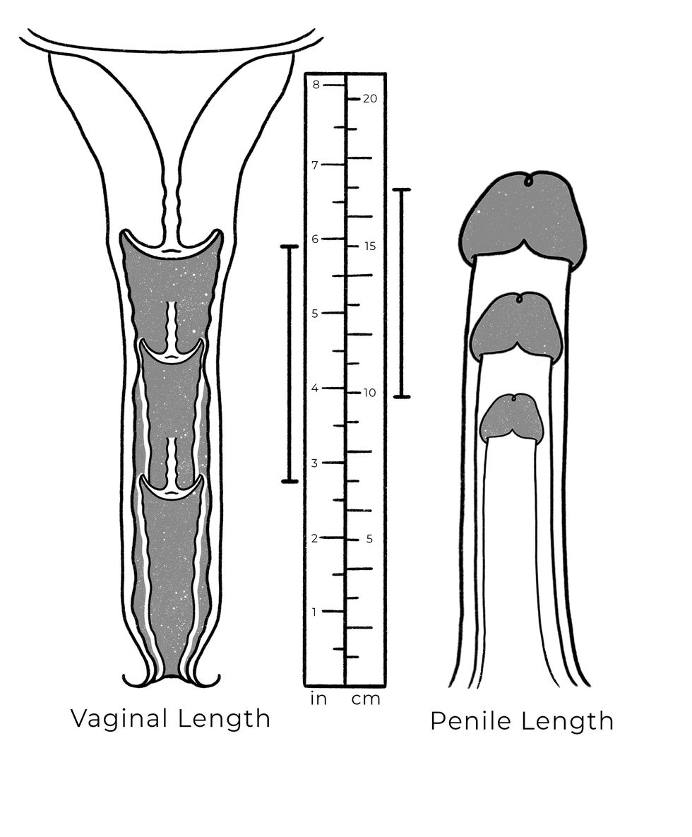 an illustration of the actual data around genital sizes