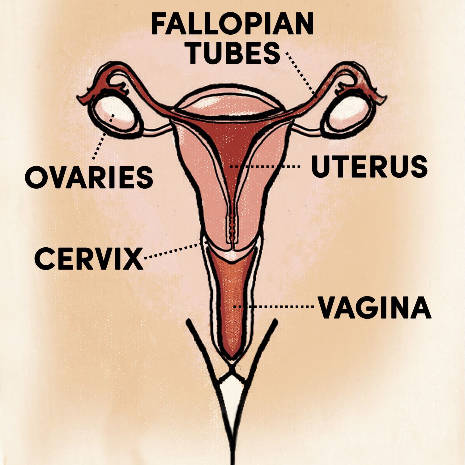 Vaginal Parts and Anatomy, Explained