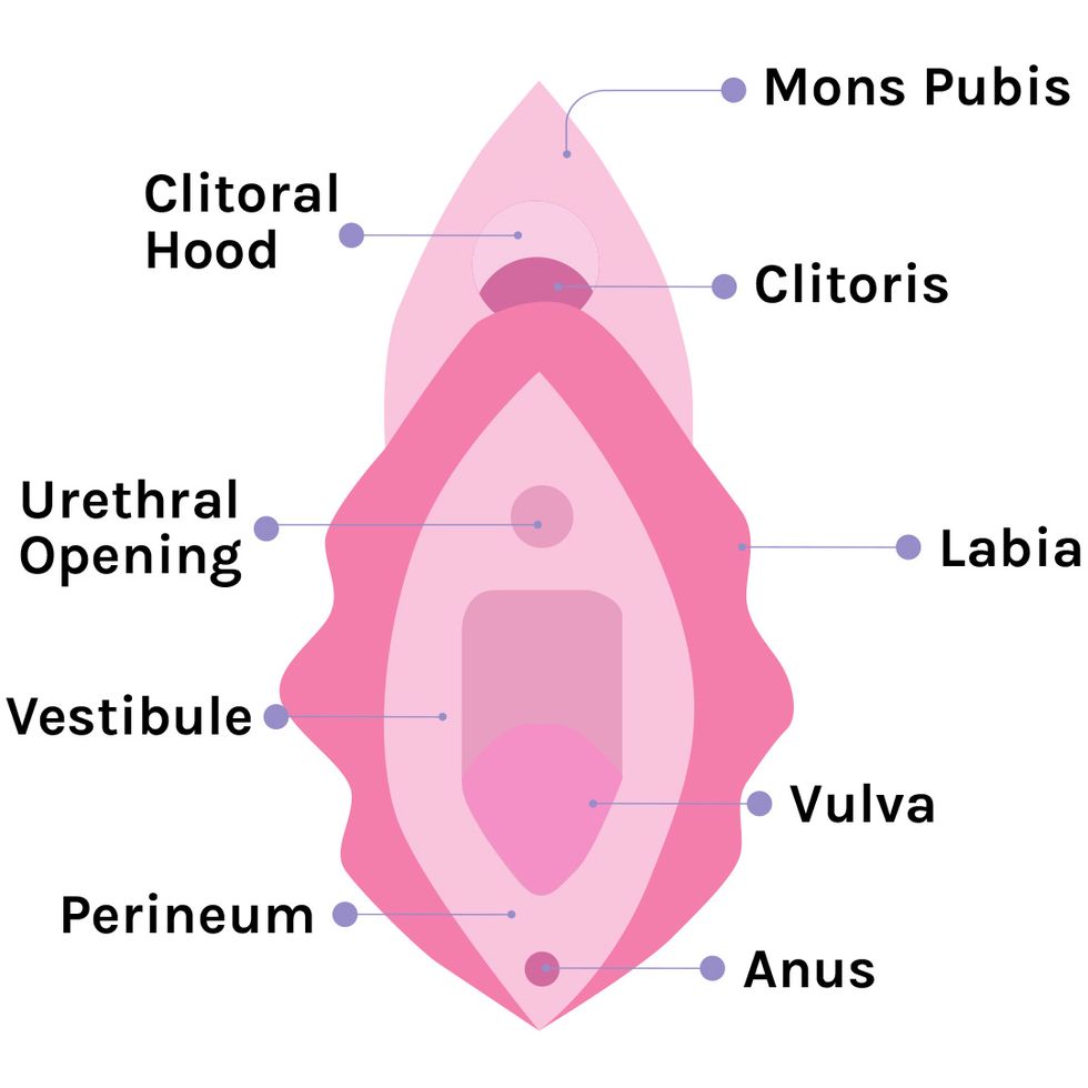 A Guide To Your Vagina Anatomy - Parts Of The Vagina