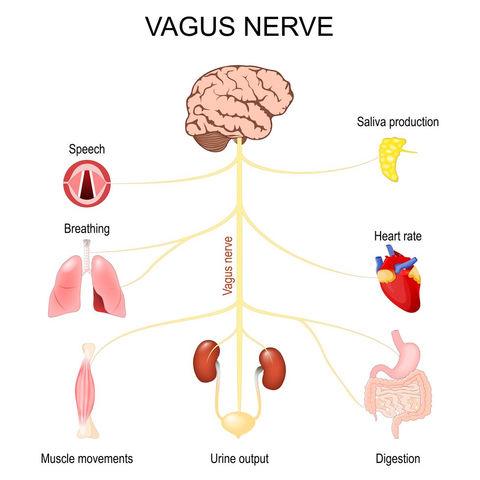vagus nerve function of parasympathetic nervous system