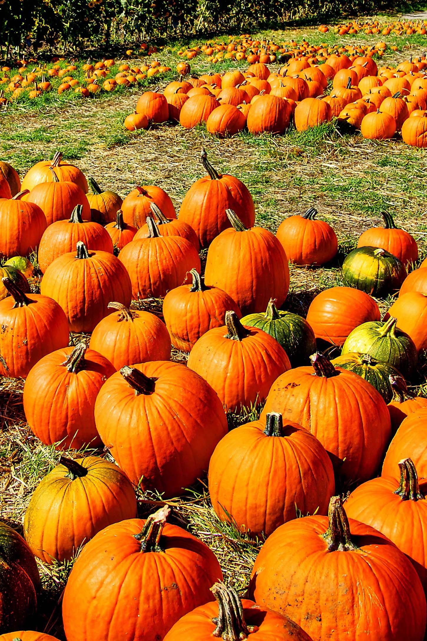 37 Best Pumpkin Farms Near Me 2023 - Pumpkin Picking Near Me