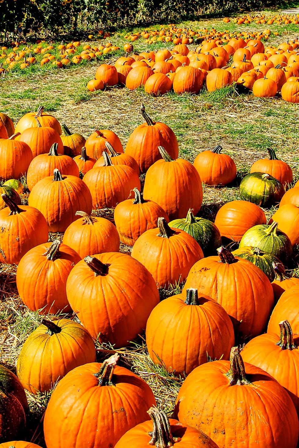 Thanksgiving Market  Vala's Pumpkin Patch