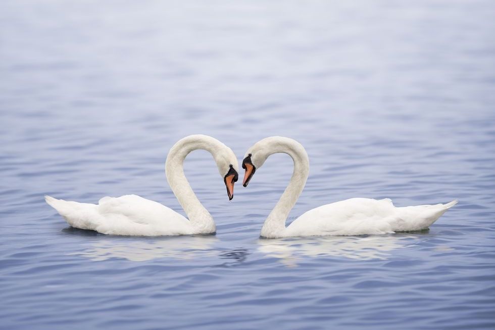 two swans on a lake touching beaks, their necks forming a heart shape