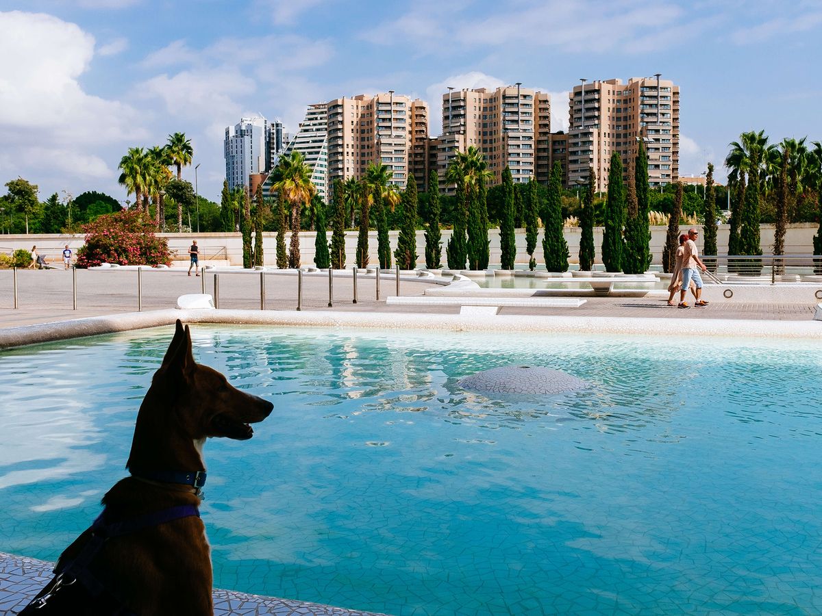 Mejores parques de Valencia para ir con perros - Valencia Plaza