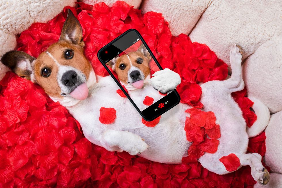 dog with phone in flower petals