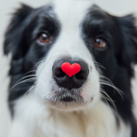 black and white dog with heart on its nose