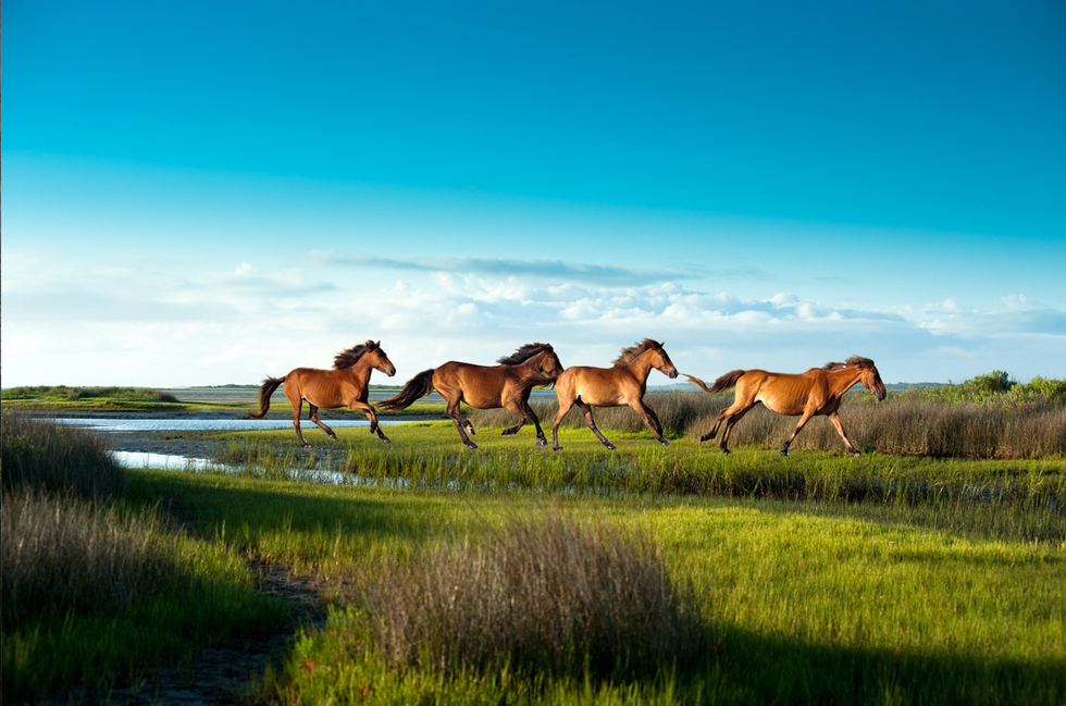 horses running through grass