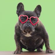 dog with red heart shaped glasses