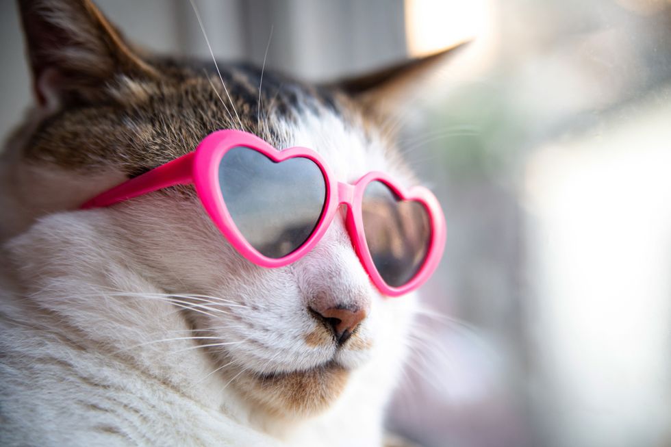cat wearing heart shaped sunglasses