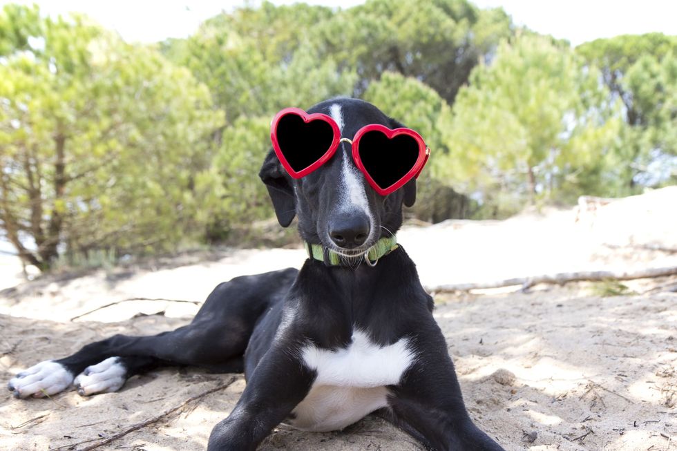 dog wearing heart shaped sunglasses