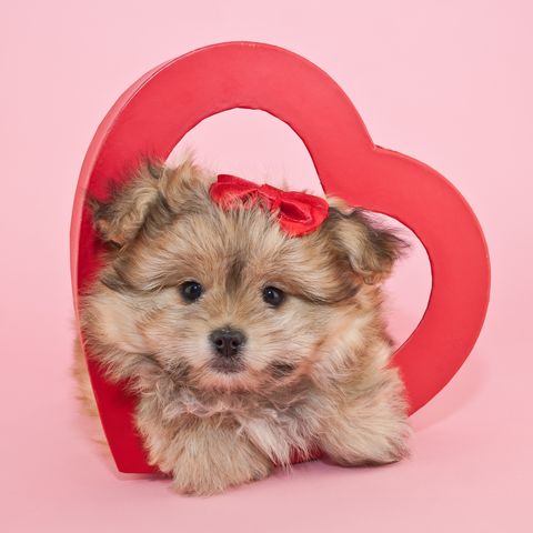 fluffy little puppy laying inside a red heart with a red bow in her hair on a pink background