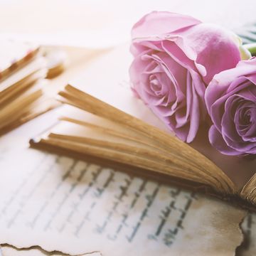 close up of violet purple rose flower with love letters and feather quill, rose and old paper with vintage and vignette tone
