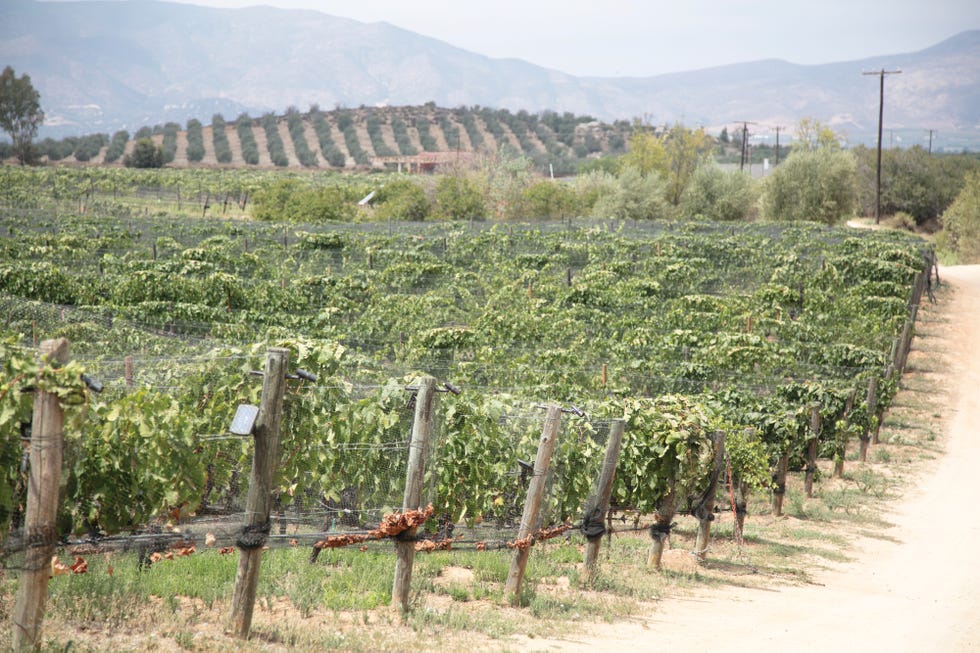 valle de guadalupe, baja california, mexico, vineyard, el mogor winery