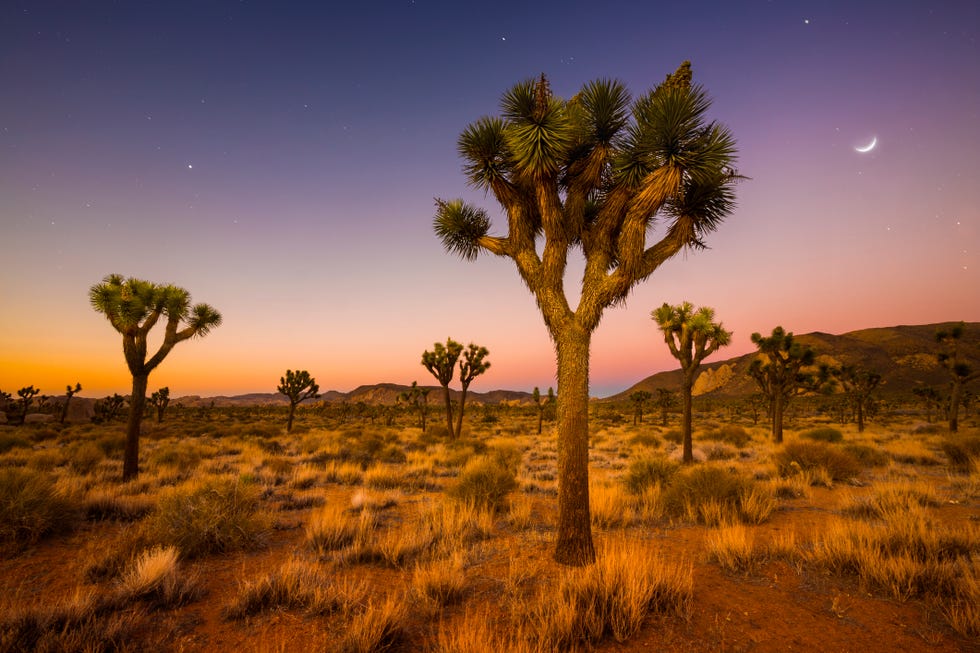 Joshua Tree Valley