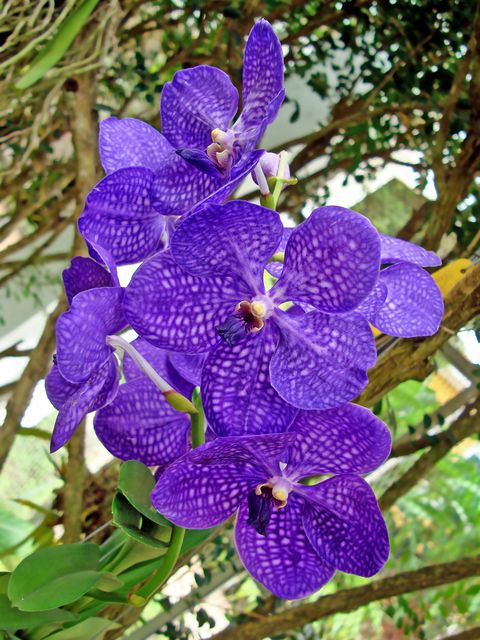 vanda orchid on greenhouse