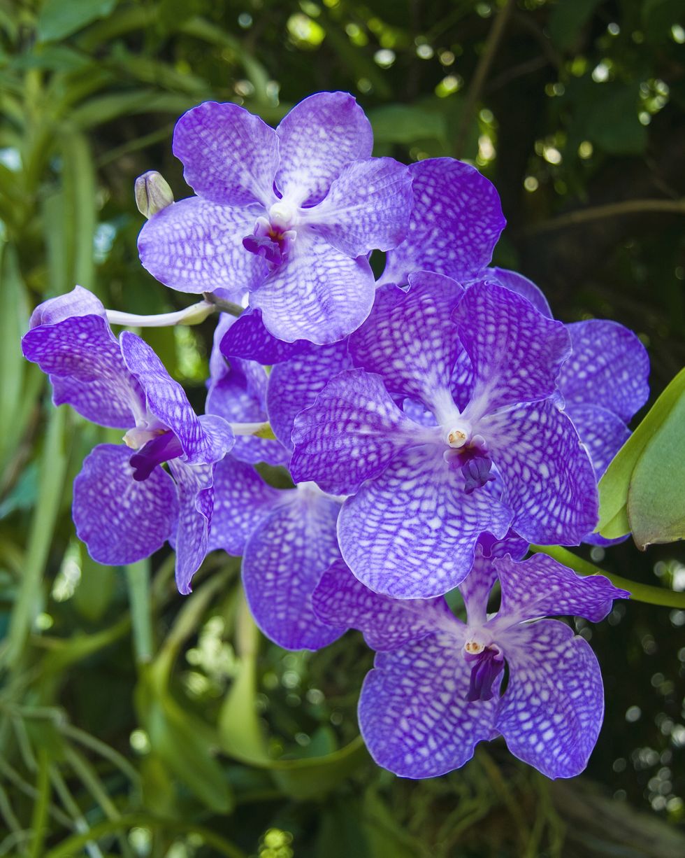 purple vanda orchids