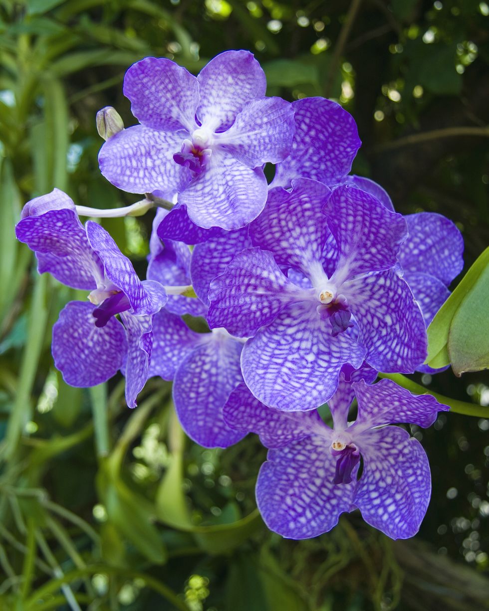 purple vanda orchids