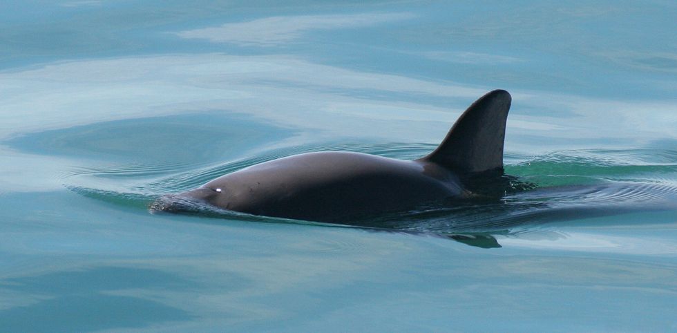 vaquita porpoise skimming the top of the ocean with its face under the water and fin above it