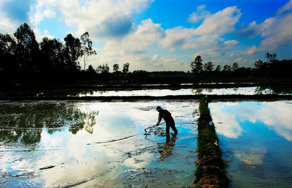 Overal langs de oevers van de Mekong wordt rijst verbouwd