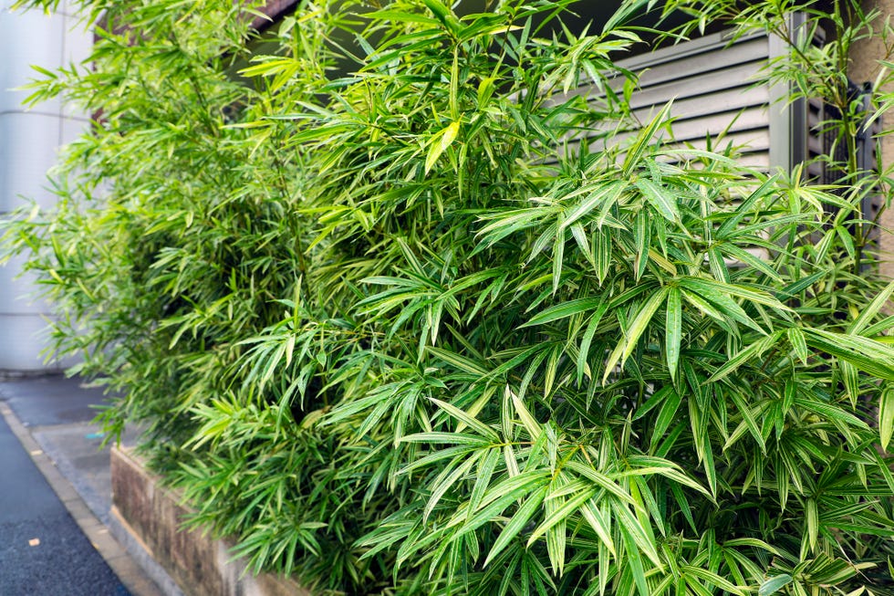 variegated bamboo in front of house