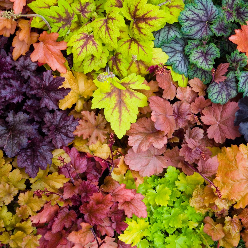 variety of coral bells heuchera sanguinea, overhead view, close up