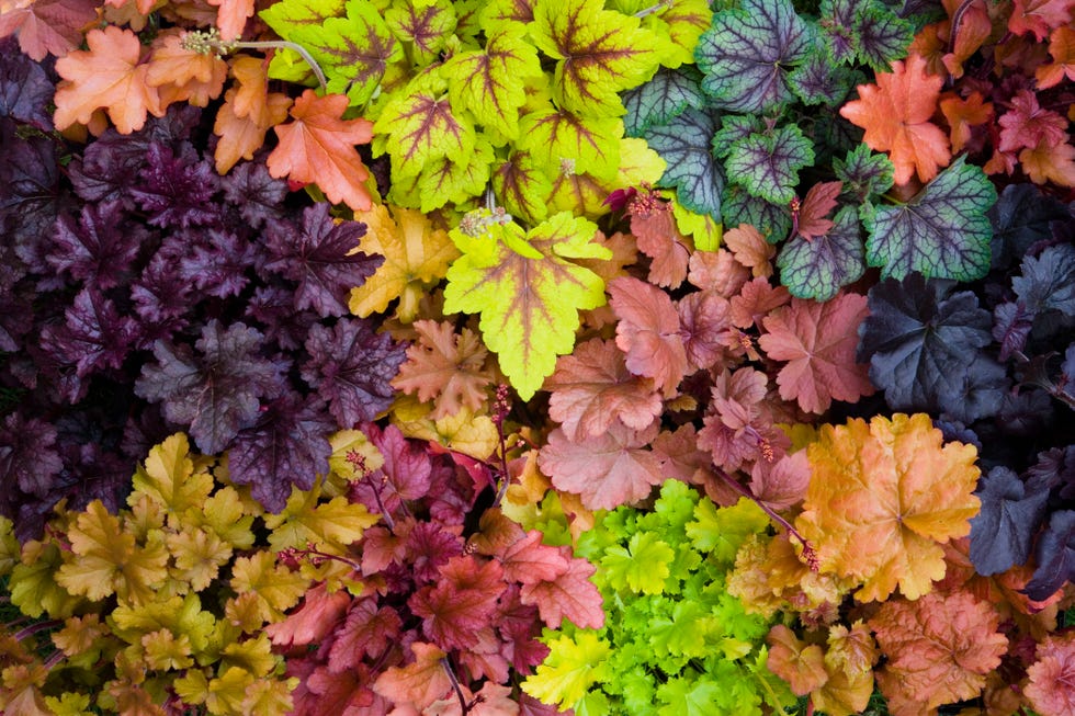 best shade perennials heuchera