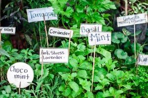 variety of herbs in the garden