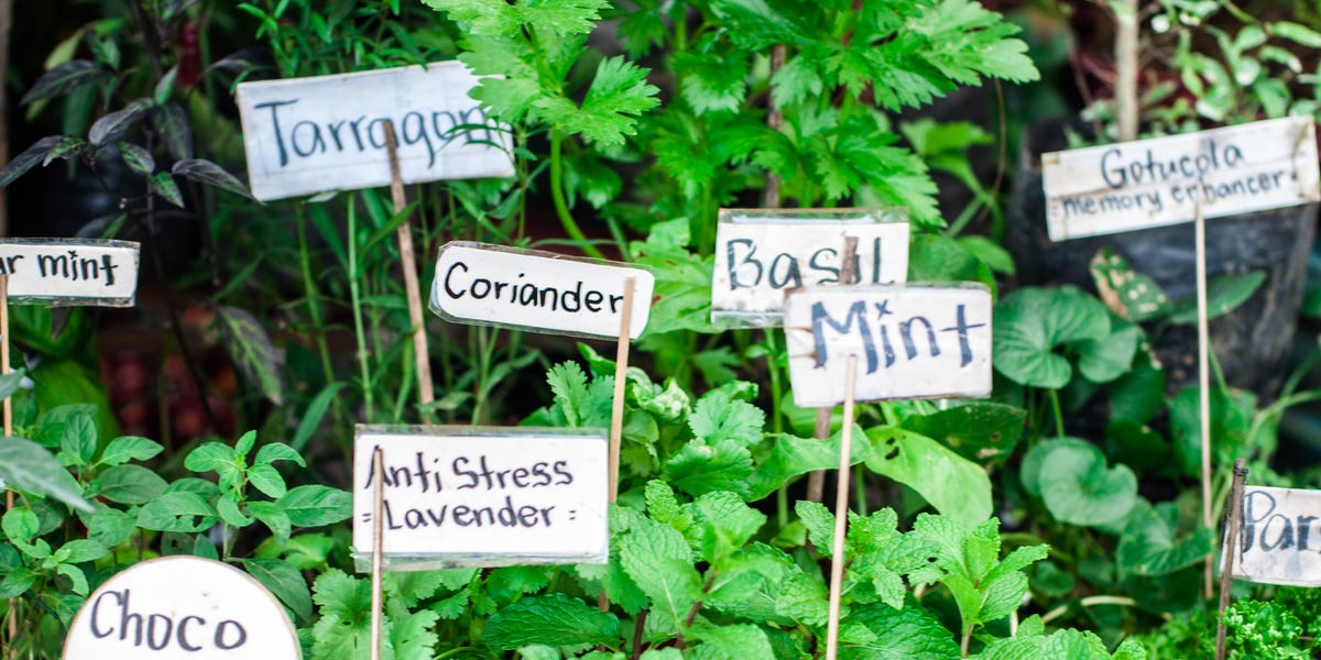 How to Start an Herb Garden