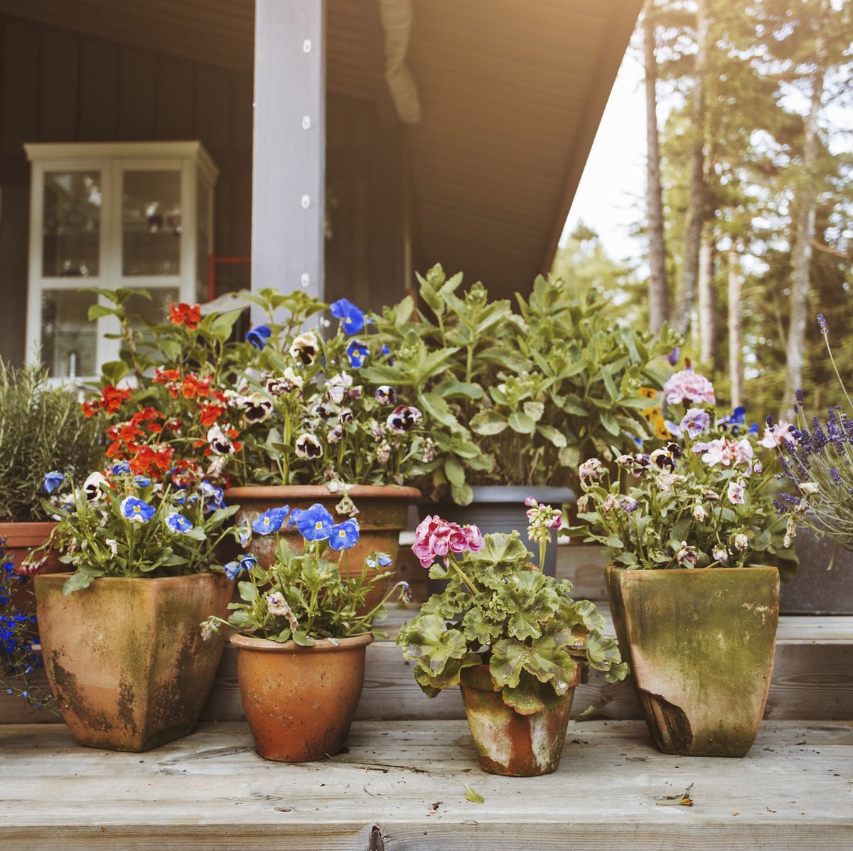 Various flower pots at yard