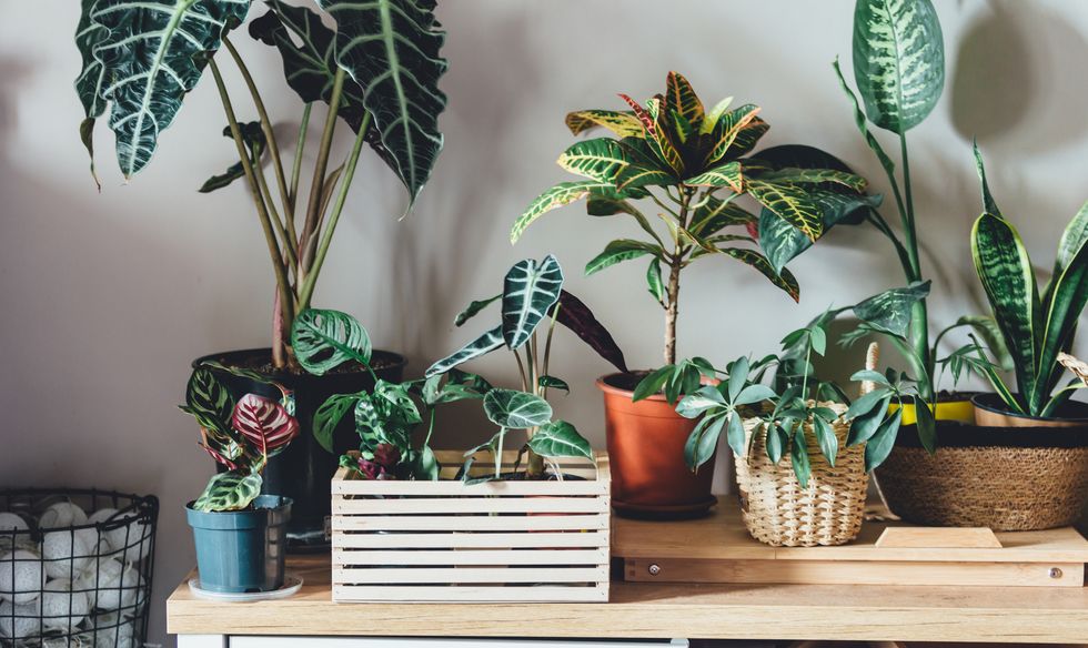 various green plants in pots next to the wall indoor garden, house plants minimalistic scandinavian interior alocasia, ficus, palm, croton, monstera, arrowroot, calathea in baskets, boxes