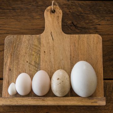 various types and sizes of eggs
