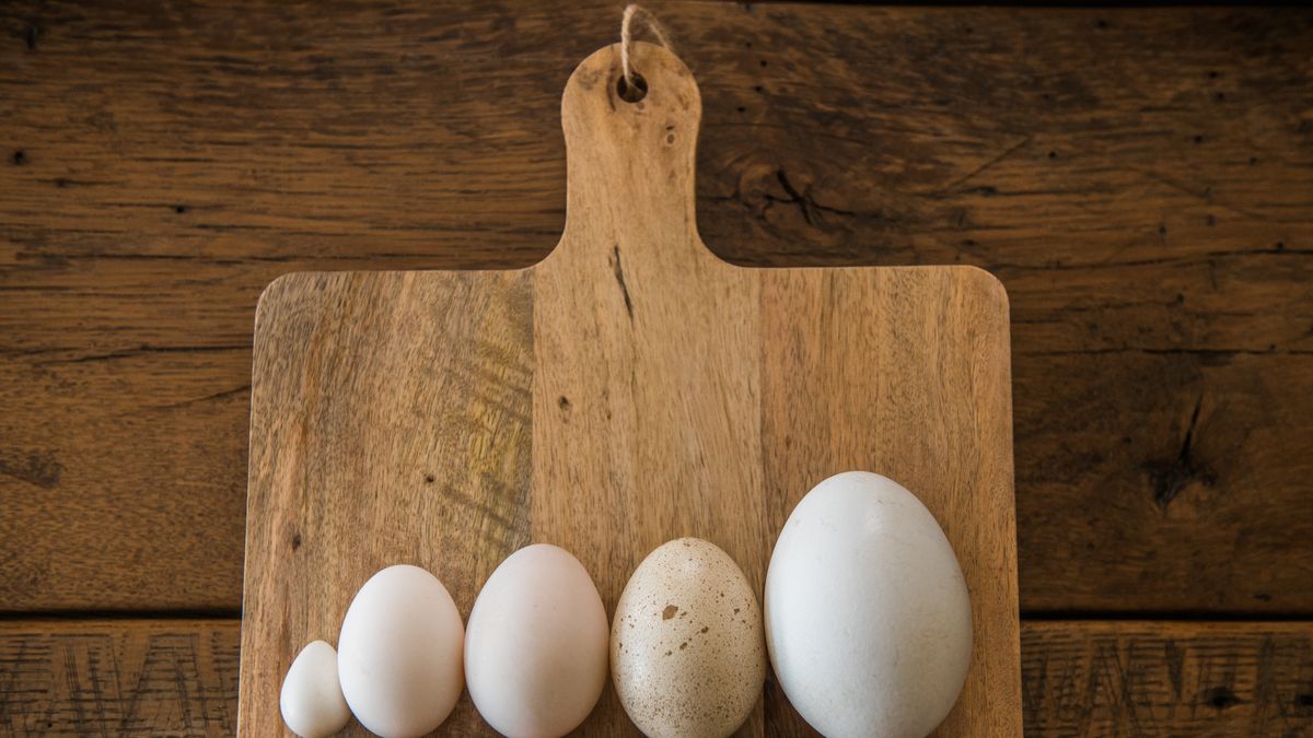 preview for Does Egg Size Really Matter?
