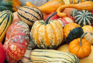 various types of squash