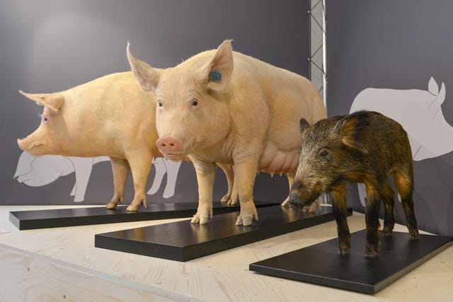 varkens evolutie schedel varkenskop vee