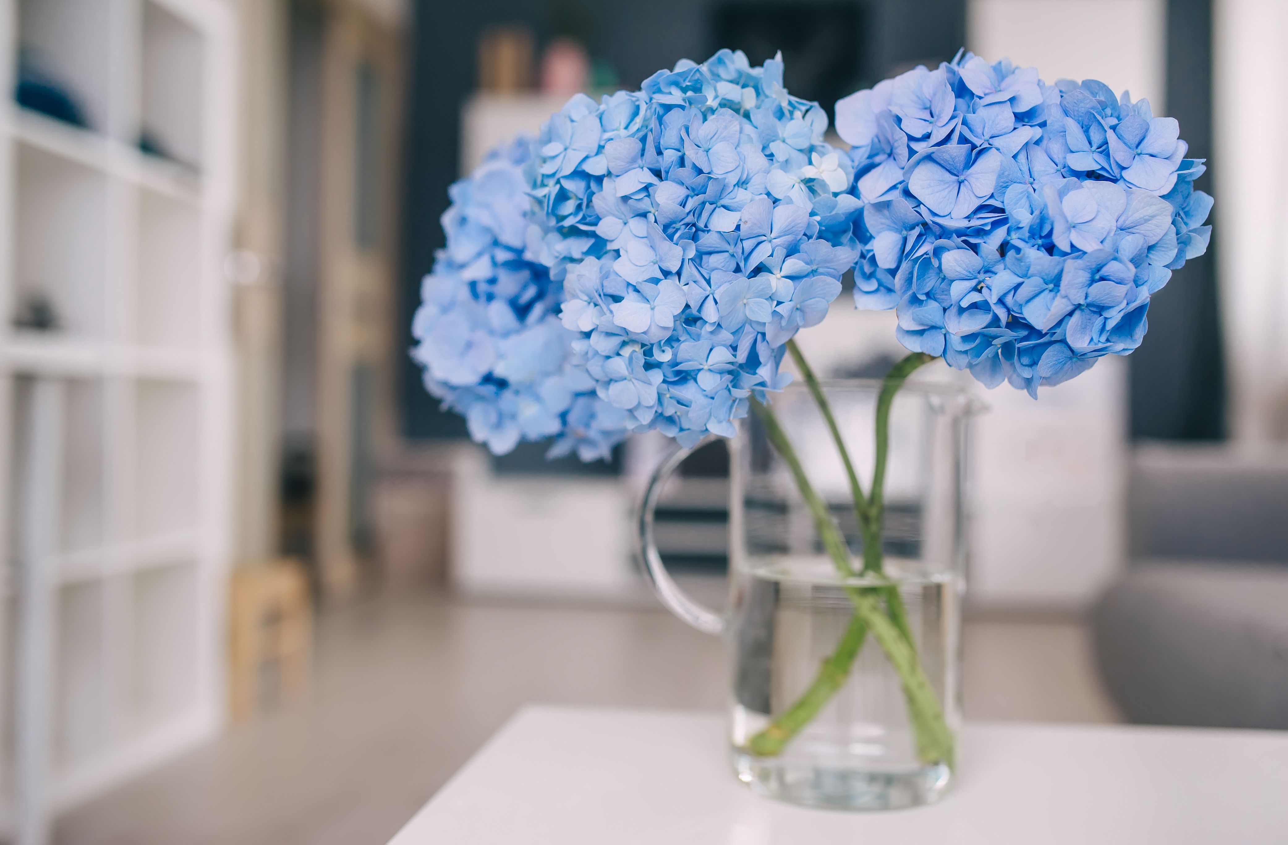 Image of A cluster of Nantucket Blue Hydrangeas in a vase