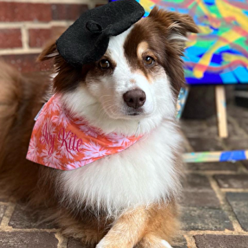 アメリカ・ノースカロライナ州で飼い主のリサさんと暮らすオーストラリアン・シェパードのアイビーは、筆を使って絵を描く“画家犬”。コレクターもいるという﻿﻿アイビーの作品はinstagram﻿で販売され、収益の﻿すべては慈善団体に寄付されていると言います。