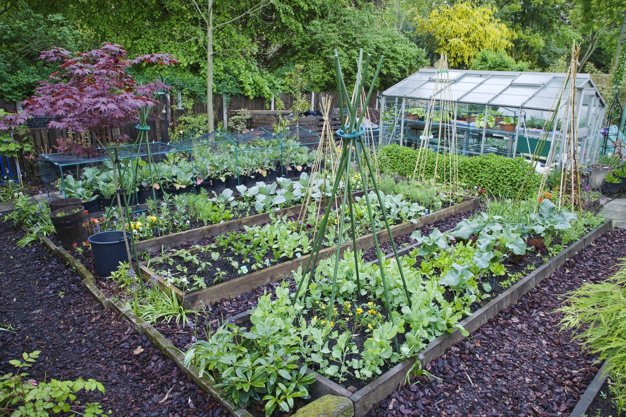 Image of Vegetable garden in garden