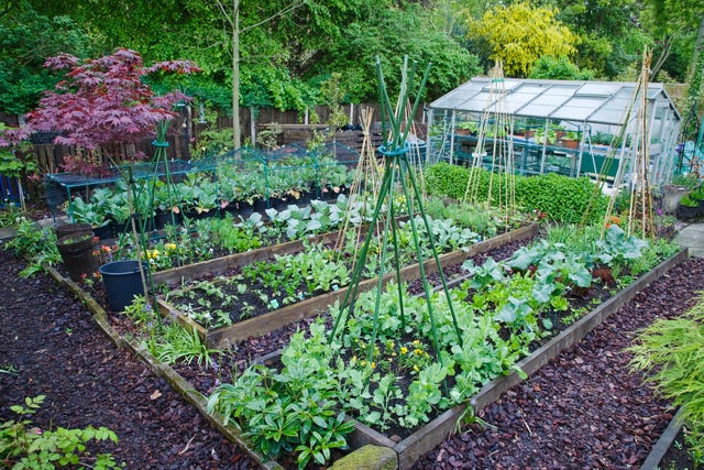 The 6 most cost-effective vegetables to grow in your garden