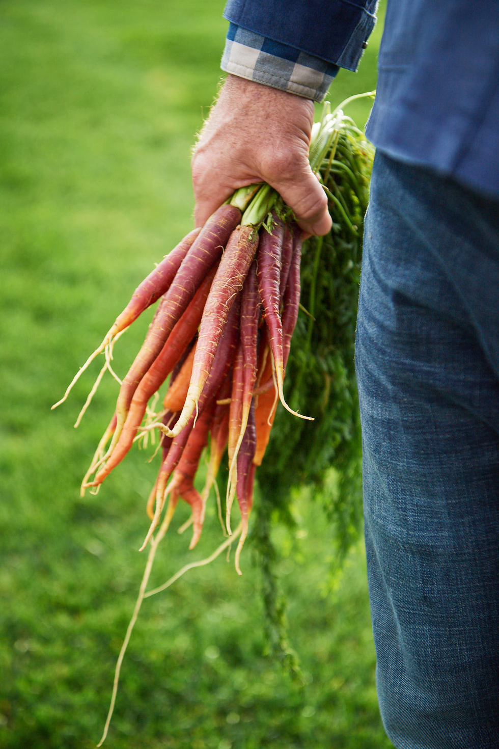 vegetable garden ideas carrots