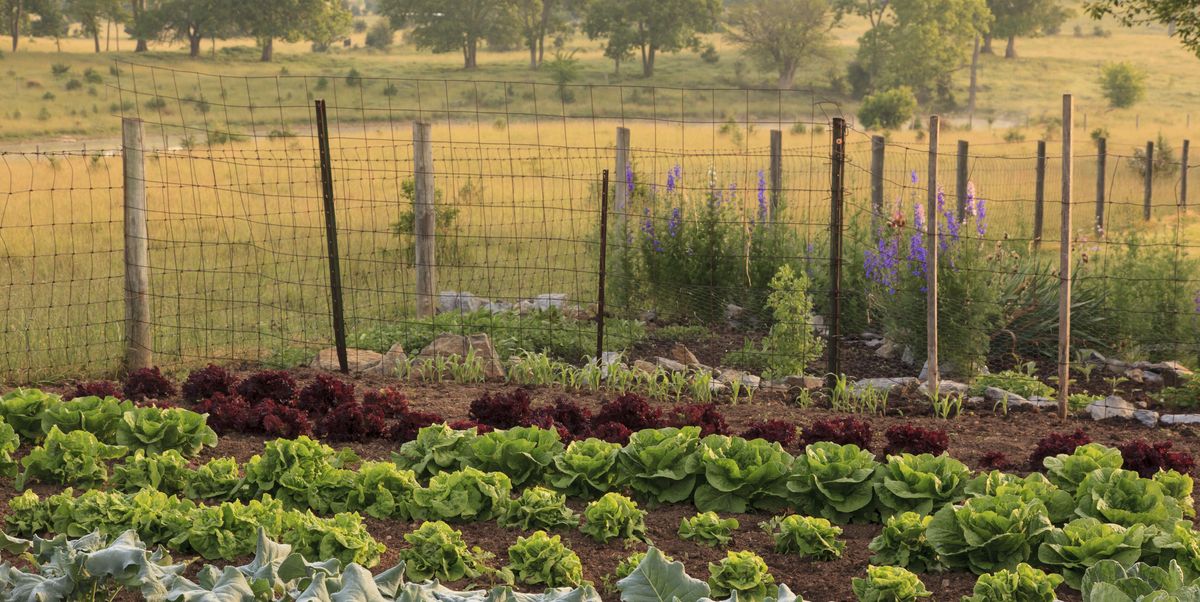 20 Best Vegetable Garden Layout Ideas - Planning Vegetable Garden Plot