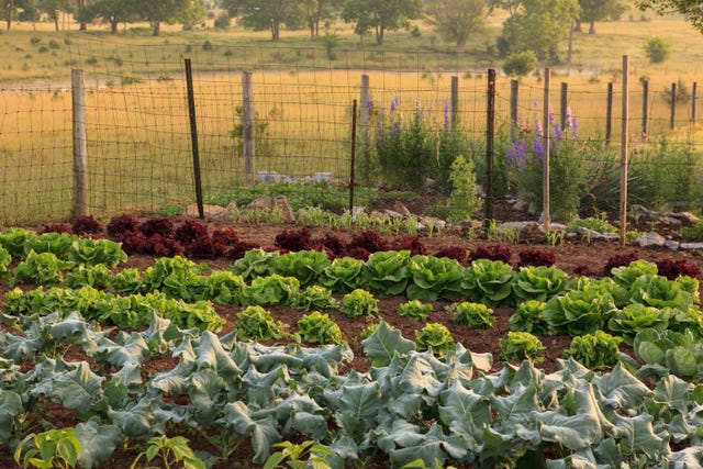 4 Vegetable Garden Layout Designs to Consider