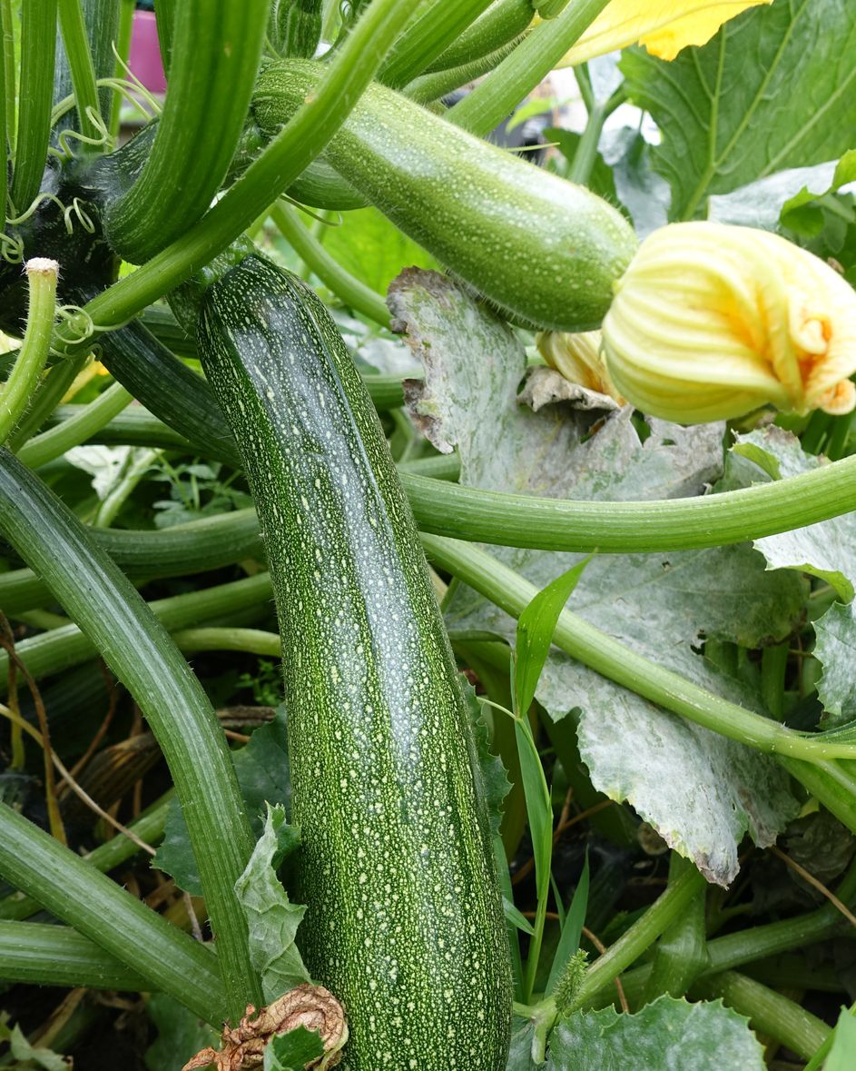 easiest vegetables to grow summer squash