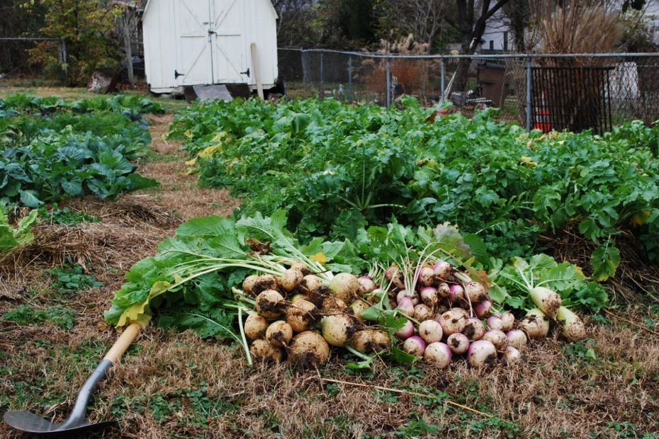 vegetable garden turnips