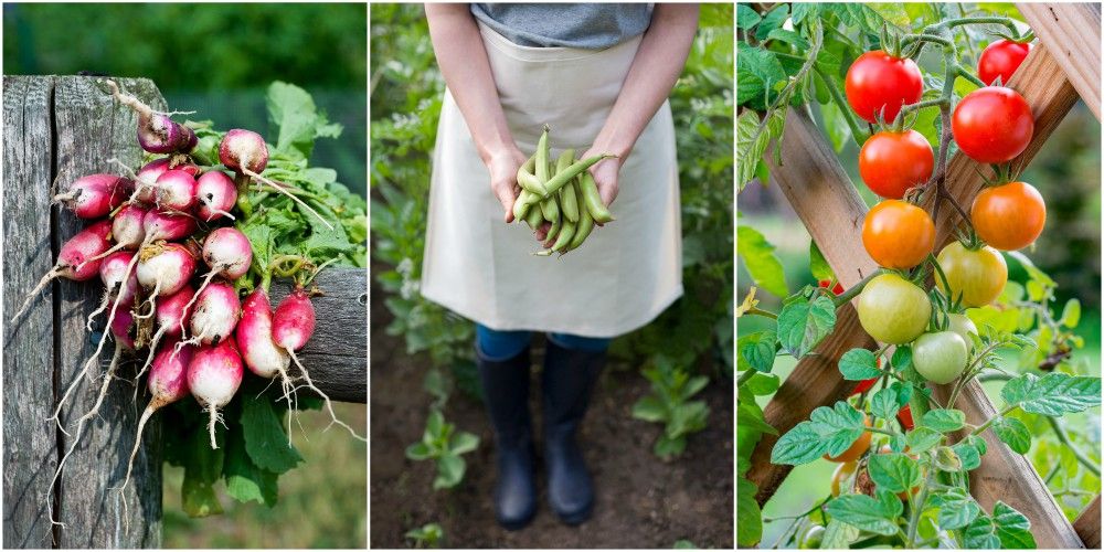 My Wildlife Allotment: Sowing my annual flower patch