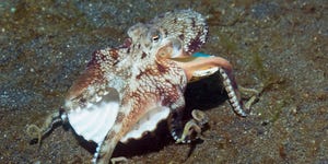 veined octopus octopus marginatus holding shell underwater view